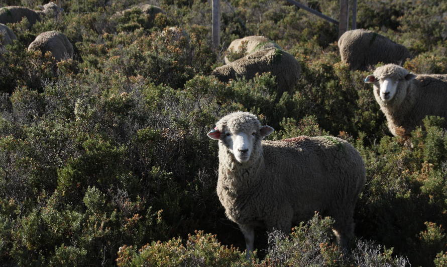 Proyecto INIA evaluó incorporación de nuevos hábitos alimenticios en ovinos para mejorar adaptación al cambio climático